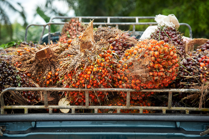Palm Oil