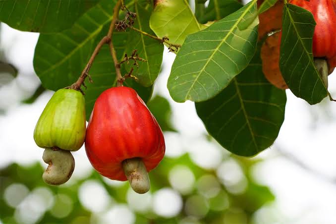 Cashew Nuts