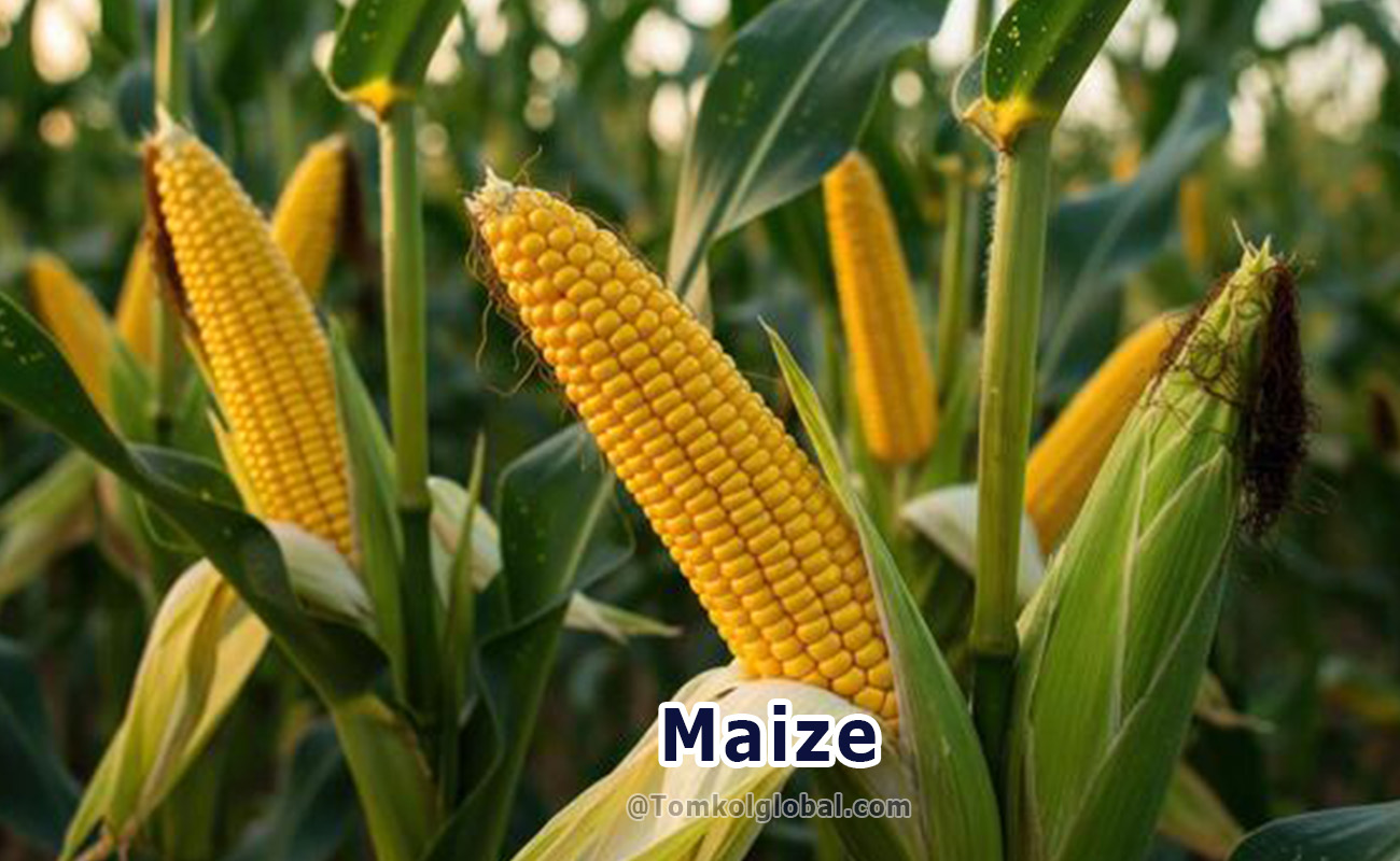 Commodity Sourcing